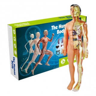 Niño Montessori Rompecabezas 3D Cuerpo Humano Anatomía Modelo Educativo De  Aprendizaje Órgano Montado Juguete Herramienta De Enseñanza Para Niños |  Shopee Chile