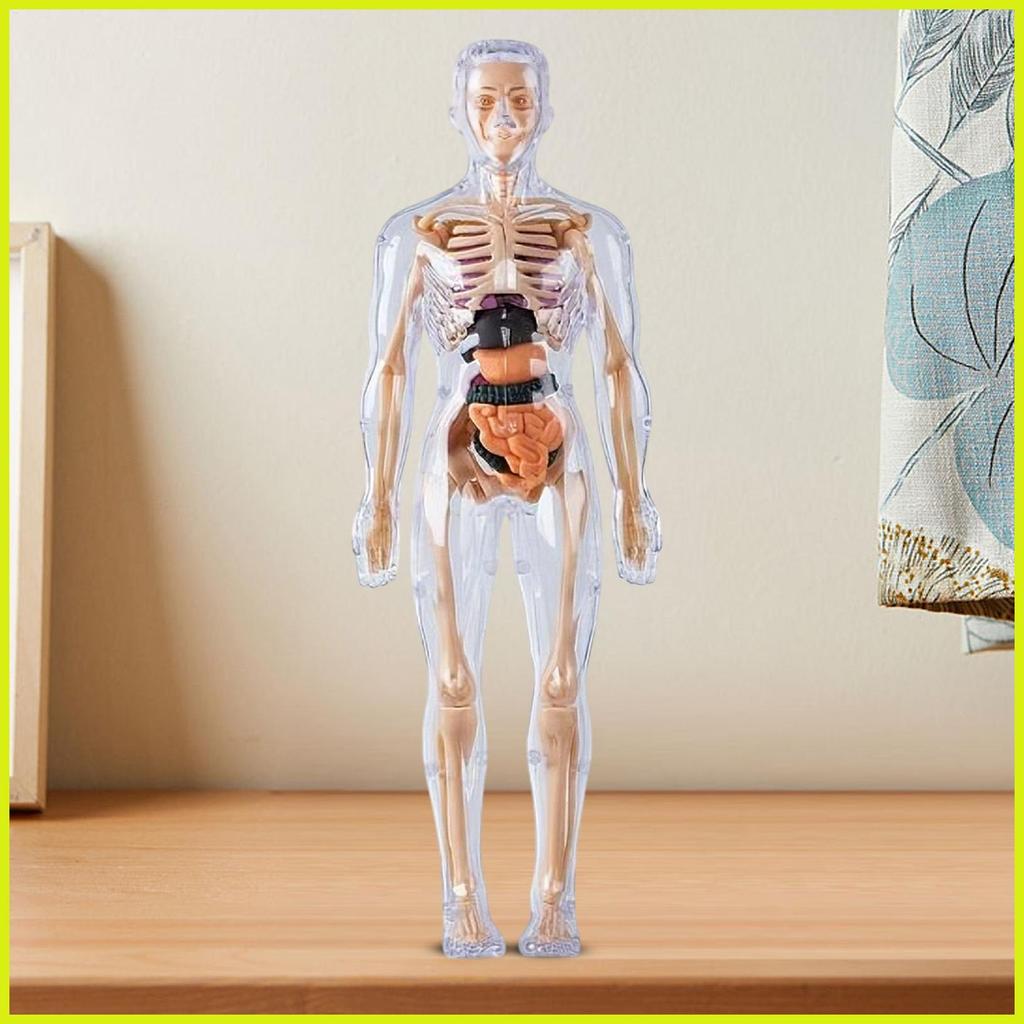 Weilishun - Juguete de anatomía de cuerpo humano para niños, muñeca de anatomía de felpa suave, herramientas de enseñanza de conciencia de modelo de cuerpo humano y juguete de aprendizaje de ciencia